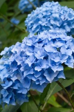 Nikko Blue Hydrangea - 1 Gallon Pot -FloraHaven Shop Hydrangea Nikko Blue 10
