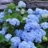 Nikko Blue Hydrangea - 1 Gallon Pot 2 Nikko Blue Hydrangea - 1 Gallon Pot -FloraHaven Shop Hydrangea Nikko Blue 500x750 1