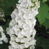 Alice Oakleaf Hydrangea - 3 Gallon Pot 1 Alice Oakleaf Hydrangea - 3 Gallon Pot -FloraHaven Shop Hydrangea Oakleaf Alice 3