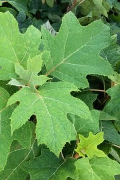 Alice Oakleaf Hydrangea - 3 Gallon Pot 17 Alice Oakleaf Hydrangea - 3 Gallon Pot -FloraHaven Shop Hydrangea Oakleaf Alice 5