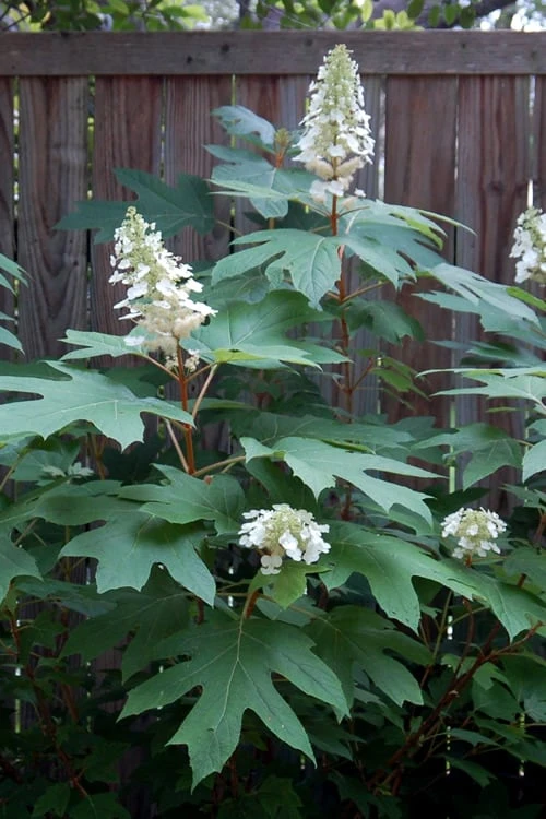 Alice Oakleaf Hydrangea - 3 Gallon Pot 11 Alice Oakleaf Hydrangea - 3 Gallon Pot - Image 9