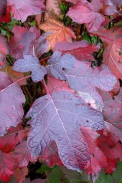 Alice Oakleaf Hydrangea - 3 Gallon Pot 16 Alice Oakleaf Hydrangea - 3 Gallon Pot -FloraHaven Shop Hydrangea Oakleaf Alice 7