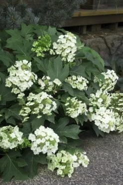 Pee Wee Dwarf Oakleaf Hydrangea - 2 Gallon Pot 16 Pee Wee Dwarf Oakleaf Hydrangea - 2 Gallon Pot -FloraHaven Shop Hydrangea Oakleaf Pee Wee 11 2