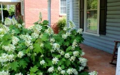 Pee Wee Dwarf Oakleaf Hydrangea - 2 Gallon Pot 14 Pee Wee Dwarf Oakleaf Hydrangea - 2 Gallon Pot -FloraHaven Shop Hydrangea Oakleaf Pee Wee 2