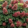 Ruby Slippers Dwarf Oakleaf Hydrangea - 2 Gallon Pot -FloraHaven Shop Hydrangea Oakleaf Ruby Slippers 500x750 1