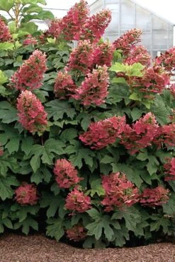 FloraHaven Shop 39 Ruby Slippers Dwarf Oakleaf Hydrangea - 7 Gallon Pot