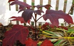 Ruby Slippers Dwarf Oakleaf Hydrangea - 2 Gallon Pot -FloraHaven Shop Hydrangea Oakleaf Ruby Slippers Fall Foliage Color