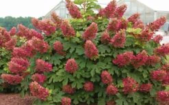 Ruby Slippers Dwarf Oakleaf Hydrangea - 1 Gallon Pot -FloraHaven Shop Hydrangea Oakleaf Ruby Slippers Full Bloom 3