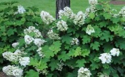 Ruby Slippers Dwarf Oakleaf Hydrangea - 1 Gallon Pot -FloraHaven Shop Hydrangea Oakleaf Ruby Slippers Opening Color 3