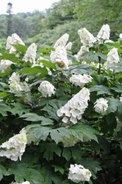 Snow Queen Oakleaf Hydrangea - 1 Gallon Pot -FloraHaven Shop Hydrangea Oakleaf Snow Queen 10 1