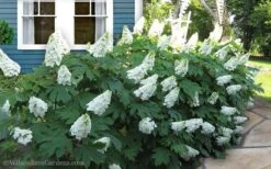 Snow Queen Oakleaf Hydrangea - 3 Gallon Pot 12 Snow Queen Oakleaf Hydrangea - 3 Gallon Pot -FloraHaven Shop Hydrangea Oakleaf Snow Queen 11
