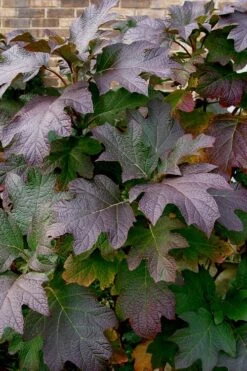 Snow Queen Oakleaf Hydrangea - 3 Gallon Pot 14 Snow Queen Oakleaf Hydrangea - 3 Gallon Pot -FloraHaven Shop Hydrangea Oakleaf Snow Queen 3