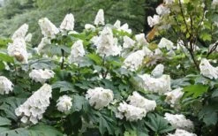 Snow Queen Oakleaf Hydrangea - 3 Gallon Pot 13 Snow Queen Oakleaf Hydrangea - 3 Gallon Pot -FloraHaven Shop Hydrangea Oakleaf Snow Queen 6
