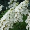 Snow Queen Oakleaf Hydrangea - 3 Gallon Pot -FloraHaven Shop Hydrangea Oakleaf Snow Queen 8