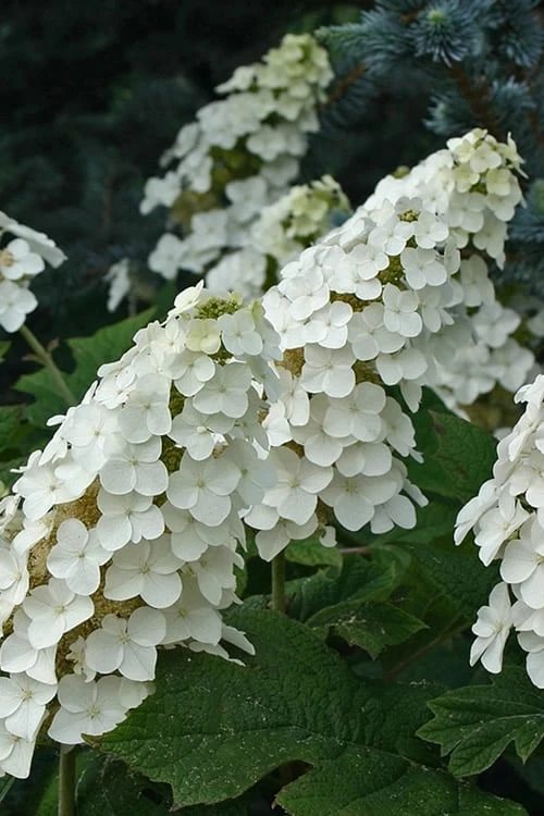 Snow Queen Oakleaf Hydrangea - 3 Gallon Pot 3 Snow Queen Oakleaf Hydrangea - 3 Gallon Pot