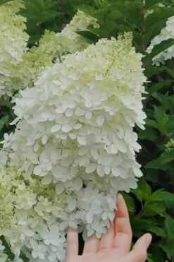 Phantom Hydrangea - 3 Gallon Pot -FloraHaven Shop Hydrangea Phantom 20 1