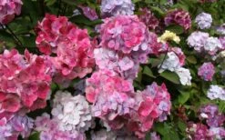 Preziosa Multi Color Hydrangea - 1 Gallon Pot -FloraHaven Shop Hydrangea Preziosa 18 1