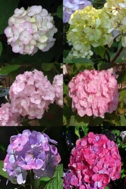 Preziosa Multi Color Hydrangea - 1 Gallon Pot -FloraHaven Shop Hydrangea Preziosa 19 1