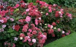 Preziosa Multi Color Hydrangea - 1 Gallon Pot -FloraHaven Shop Hydrangea Preziosa 7 1