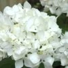 Sister Theresa Hydrangea - 3 Gallon Pot -FloraHaven Shop Hydrangea Sister Theresa 2 500x750 1