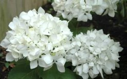 Sister Theresa Hydrangea - 1 Gallon Pot -FloraHaven Shop Hydrangea Sister Theresa 50 1