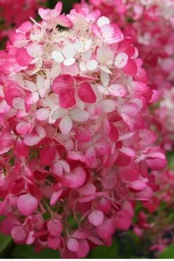 Strawberry Sundae Hydrangea - 3 Gallon Pot -FloraHaven Shop Hydrangea Strawberry Sundae Flower 1