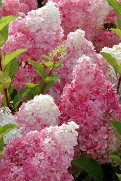 Strawberry Sundae Hydrangea - 3 Gallon Pot -FloraHaven Shop Hydrangea Strawberry Sundae Flowers 3