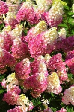 Strawberry Sundae Hydrangea - 3 Gallon Pot -FloraHaven Shop Hydrangea Strawberry Sundae Flowers 5
