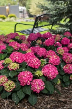Summer Crush Endless Summer Hydrangea - 6 Gallon Pot 17 Summer Crush Endless Summer Hydrangea - 6 Gallon Pot -FloraHaven Shop Hydrangea Summer Crush Endless Summer 3 2