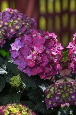 Summer Crush Endless Summer Hydrangea - 2 Gallon Pot -FloraHaven Shop Hydrangea Summer Crush Endless Summer 4 1