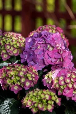Summer Crush Endless Summer Hydrangea - 6 Gallon Pot (COPY) -FloraHaven Shop Hydrangea Summer Crush Endless Summer 5
