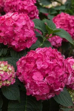 Summer Crush Endless Summer Hydrangea - 2 Gallon Pot -FloraHaven Shop Hydrangea Summer Crush Endless Summer 6 1