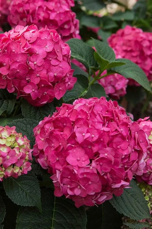 Summer Crush Endless Summer Hydrangea - 7 Gallon Pot 6 Summer Crush Endless Summer Hydrangea - 7 Gallon Pot - Image 4