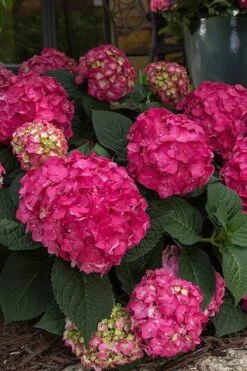 Summer Crush Endless Summer Hydrangea - 6 Gallon Pot 19 Summer Crush Endless Summer Hydrangea - 6 Gallon Pot -FloraHaven Shop Hydrangea Summer Crush Endless Summer 7 2
