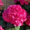 Summer Crush Endless Summer Hydrangea - 2 Gallon Pot -FloraHaven Shop Hydrangea Summer Crush Endless Summer 8 1