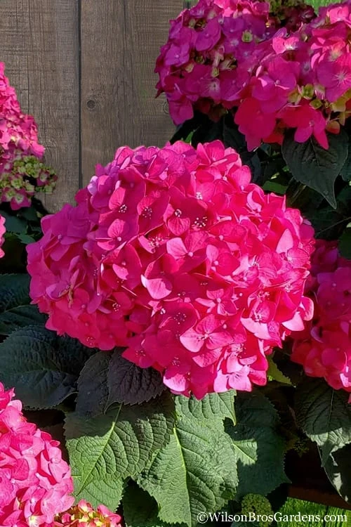 Summer Crush Endless Summer Hydrangea - 6 Gallon Pot 3 Summer Crush Endless Summer Hydrangea - 6 Gallon Pot