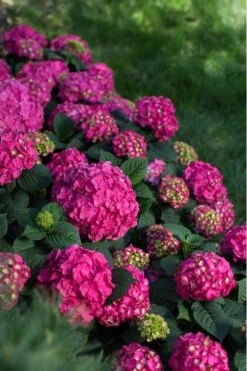 Summer Crush Endless Summer Hydrangea - 2 Gallon Pot -FloraHaven Shop Hydrangea Summer Crush Endless Summer 9 1