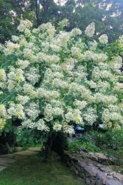 Tardiva Hydrangea - 3 Gallon Pot -FloraHaven Shop Hydrangea Tardiva 16