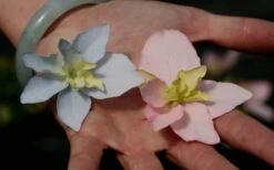 Tuff Stuff Ah-Ha Mountain Hydrangea - 3 Gallon Pot -FloraHaven Shop Hydrangea Tuff Stuff 3