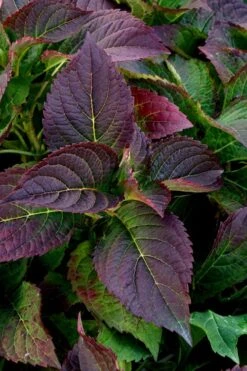 Tuff Stuff Ah-Ha Mountain Hydrangea - 3 Gallon Pot -FloraHaven Shop Hydrangea Tuff Stuff 4