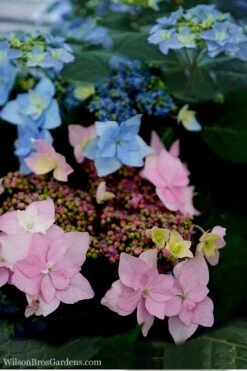 Tuff Stuff Ah-Ha Mountain Hydrangea - 3 Gallon Pot -FloraHaven Shop Hydrangea Tuff Stuff 5