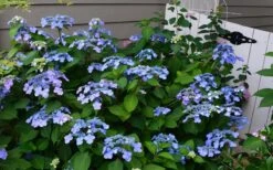 Twist-N-Shout Endless Summer Hydrangea - 3 Gallon Pot 11 Twist-N-Shout Endless Summer Hydrangea - 3 Gallon Pot -FloraHaven Shop Hydrangea Twist N Shout Blue Flowers 3