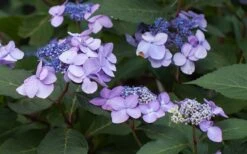 Twist-N-Shout Endless Summer Hydrangea - 3 Gallon Pot 13 Twist-N-Shout Endless Summer Hydrangea - 3 Gallon Pot -FloraHaven Shop Hydrangea Twist N Shout Lavender Flowers 2