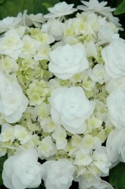 Double Delights Wedding Gown Lacecap Hydrangea - 3 Gallon Pot -FloraHaven Shop Hydrangea Wedding Gown 2