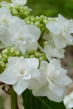 Double Delights Wedding Gown Lacecap Hydrangea - 3 Gallon Pot -FloraHaven Shop Hydrangea Wedding Gown 23
