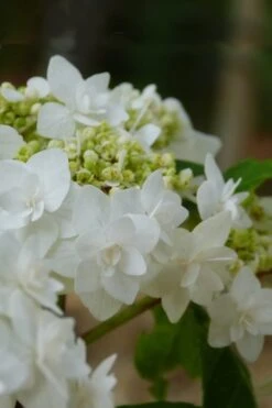 Double Delights Wedding Gown Lacecap Hydrangea - 3 Gallon Pot -FloraHaven Shop Hydrangea Wedding Gown 4