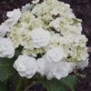 Double Delights Wedding Gown Lacecap Hydrangea - 3 Gallon Pot -FloraHaven Shop Hydrangea Wedding Gown 8