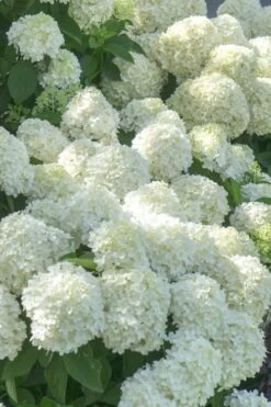 White Wedding Hydrangea - 3 Gallon Pot 9 White Wedding Hydrangea - 3 Gallon Pot -FloraHaven Shop Hydrangea White Wedding 5 x750