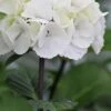 Zebra Hydrangea - 1 Gallon Pot 1 Zebra Hydrangea - 1 Gallon Pot -FloraHaven Shop Hydrangea Zebra 500x750 1