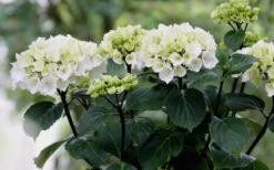 Zebra Hydrangea - 1 Gallon Pot 15 Zebra Hydrangea - 1 Gallon Pot -FloraHaven Shop Hydrangea Zebra Flowers